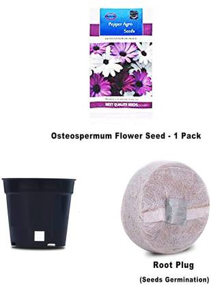 VibeX Osteospermum Flower Seeds Comes With Free Pot & Root Plug Seed