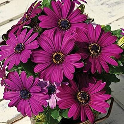 VibeX Osteospermum Ecklonis Seeds Seed
