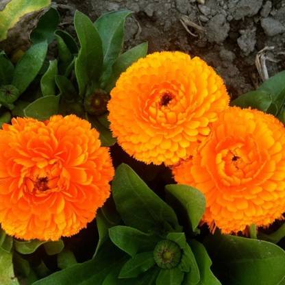 VibeX Calendula Seed