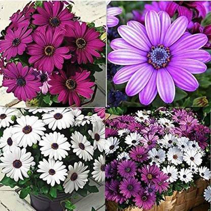 VibeX Osteospermum Seeds Cape Mix Flower Heirloom Seed