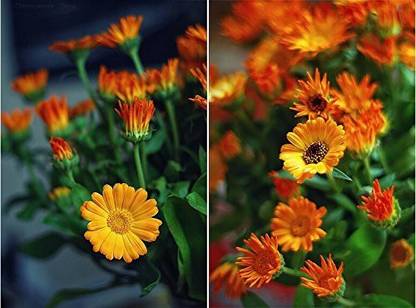 VibeX Gulsarfi Calendula Seeds For Home Garden Seed