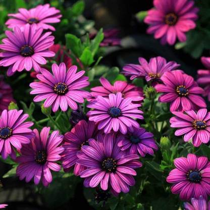 VibeX African Blue Eyed Daisy Seeds Osteospermum Seeds Mix Color Flower Seed
