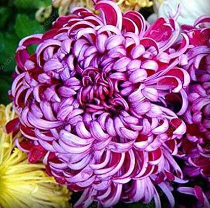 CYBEXIS Seeds Chinese Chrysanthemum Ornamental Flower Seed