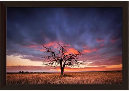 Artzfolio Tree in the Flinders Ranges of South Australia Canvas Painting Dark Brown Synthetic Frame 17.5inch x 12inch (44.5cms x 30.5cms) Digital Reprint 12 inch x 17.5 inch Painting