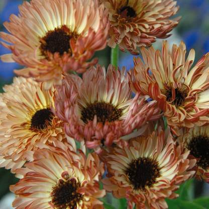 VibeX Calendula Seed