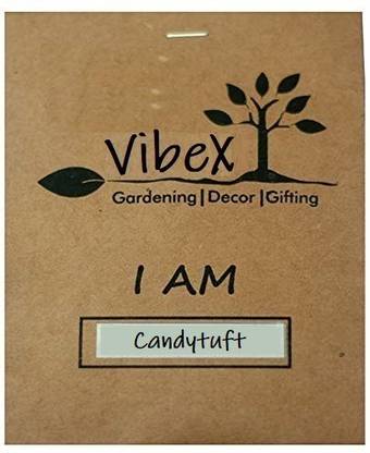 VibeX PAU-25-Flower - Candytuft Fairy Mixed-30 x Seeds Seed