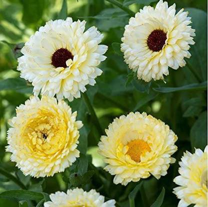CYBEXIS Flower - Calendula Snow Princess Seed