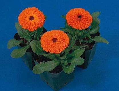 VibeX Calendula Seeds-15 x Seeds Seed