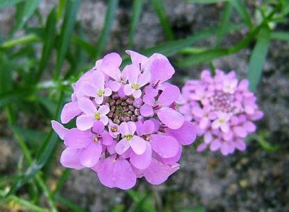 CYBEXIS Iberis umbellata - Globe Candytuft Seed