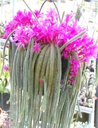 MODERN PLANT Rat Tail, Disocactus flagelliformis, Aporocactus flagelliformis Seed