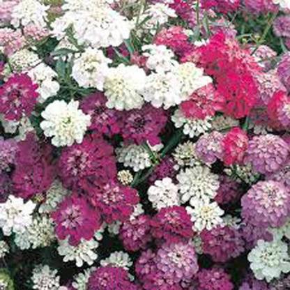 VibeX Candytuft Seed, Dwarf Fairy Mix Seed