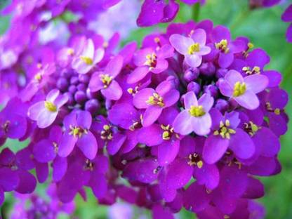 VibeX Globe Candytuft Seeds - Beautiful Fresh Cut Seed