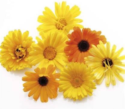 VibeX Calendula Seed