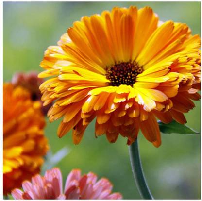 VibeX Calendula officinalis 'Art Shades Mixed' Seeds. Marigold Seed