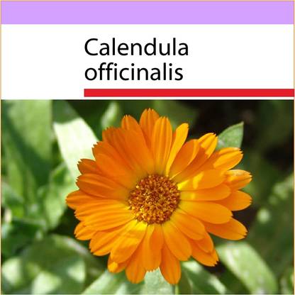 VibeX Calendula Seed