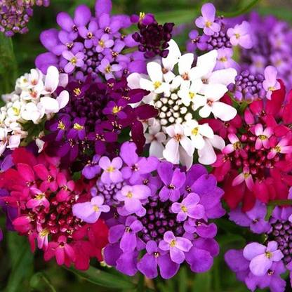 KANAYA white Evergreen Candytuft Flower Seed
