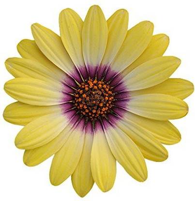 VibeX Imported Osteospermum Flower Seeds - Yellow Seed