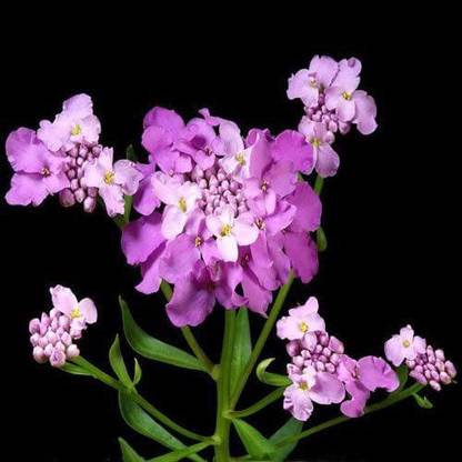 VibeX World Seeds - Iberis Umbellata Seeds Seed