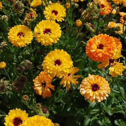 VibeX Calendula Seed