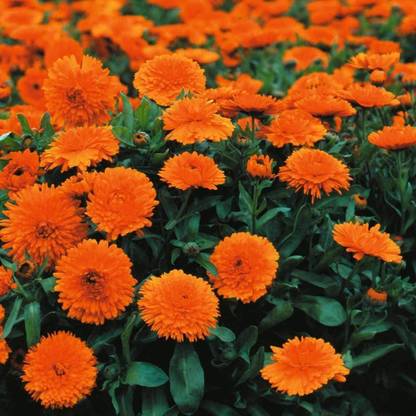 VibeX Calendula Officinalis ‘Candyman Orange’ (English Marigold)- Seed