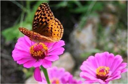 VibeX Hybrid Calendula Officinalis Fiesta Gitana Superior Mix Seeds Seed
