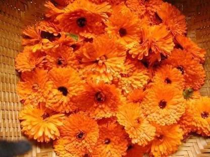 VibeX Calendula Seed