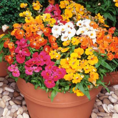 CYBEXIS Nemesia Hanging Mix Flower Seeds Of All Season Seed