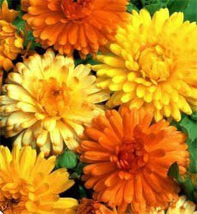 VibeX Rare calendula flowering seeds Seed