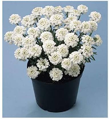 VibeX NBIR-31-Candytuft/Iberis sempervirens 'Snowflake' / Hardy Evergreen Perennial/Seeds-15 x Seeds Seed