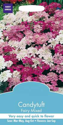 DROXTY ® NBIR-28-Candytuft Fairy Mixed Seeds-15 x Seeds Seed