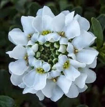VibeX Brilliant White Evergreen Candytuft Flower Seeds/Deer Resistant Seed