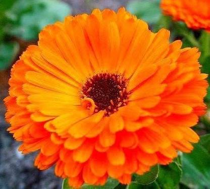 VibeX Calendula Seed