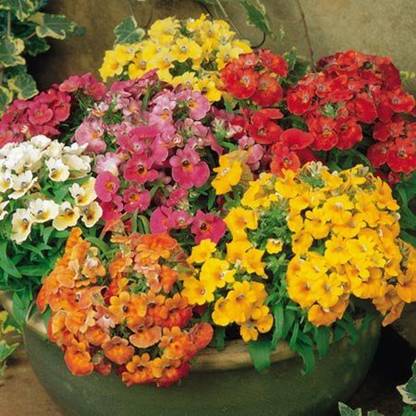 Audhav Nemesia Flower Seeds for Winter Season Seed