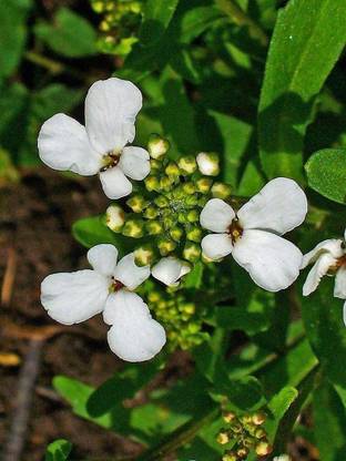 VibeX Iberis Amara - Rocket Candytuft Seed