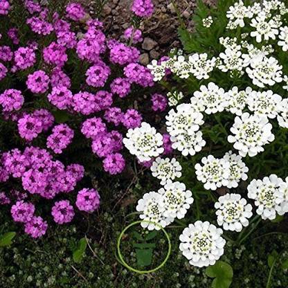 VibeX Candytuft Flower Seeds Seed
