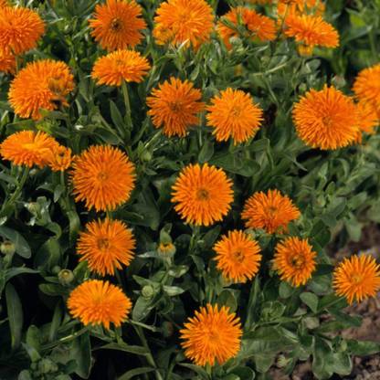 VibeX Calendula Seed