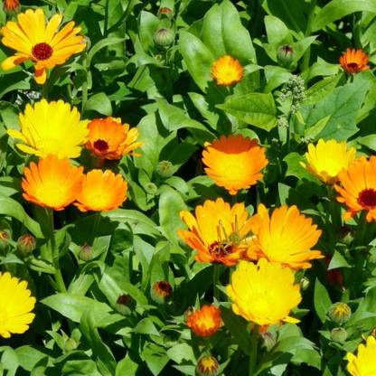 VibeX Calendula Seed