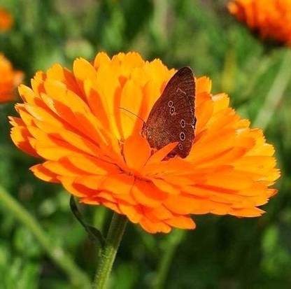 VibeX Hybrid Calendula officinalis Seed