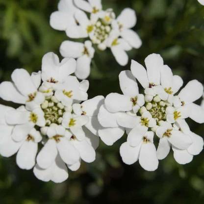 VibeX Dwarf Fairymix Candytuft Flower Seeds Seed