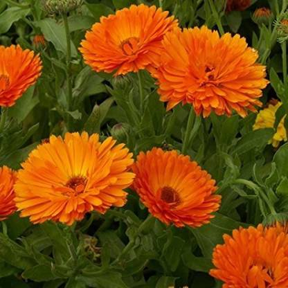 VibeX Calendula Officinalis Fiesta Gitana (Dwarf) Growing Seeds Seed