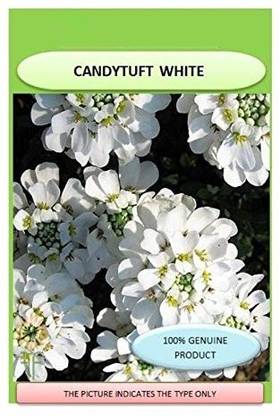 VibeX VHS CANDYTUFT (Perennial) Snowflake Seeds Seed