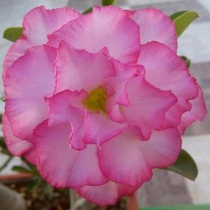 VibeX NBIR-58-Candytuft Seeds - Dwarf Fairyland Mixed - Iberis Umbell.-15 x Seeds Seed
