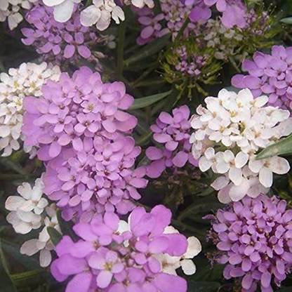 VibeX Iberis Candytuft Seed