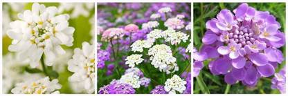 VibeX Mixed Seeds. Mixed Candytuft- Seed