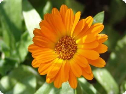 VibeX Calendula Seed