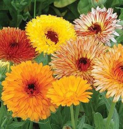 VibeX Calendula-Extra Orange Double Flower Seeds Seed