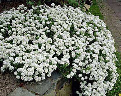 VibeX Candytuft Flower F1 Hybrid Seeds Seed