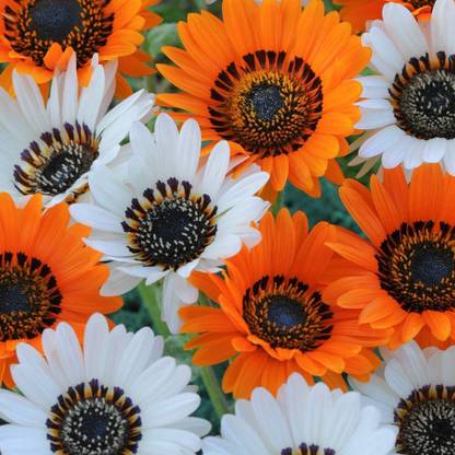 VibeX Venidium Fastuosum Jaffa Ice Seeds Orange and White Flowers for Garden Seed