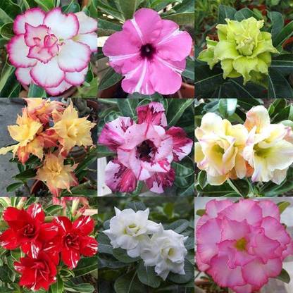 VibeX Portal Cool Candytuft Seeds - Dwarf Fairyland Mixed - Iberis Umbell Seed
