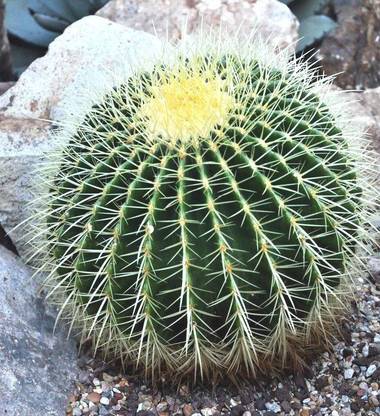 MODERN PLANT Big Barrel, Round Cactus Seed
